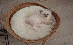 Ragdoll cats for sale: Stunning Ragdoll kittens  - Image 38
