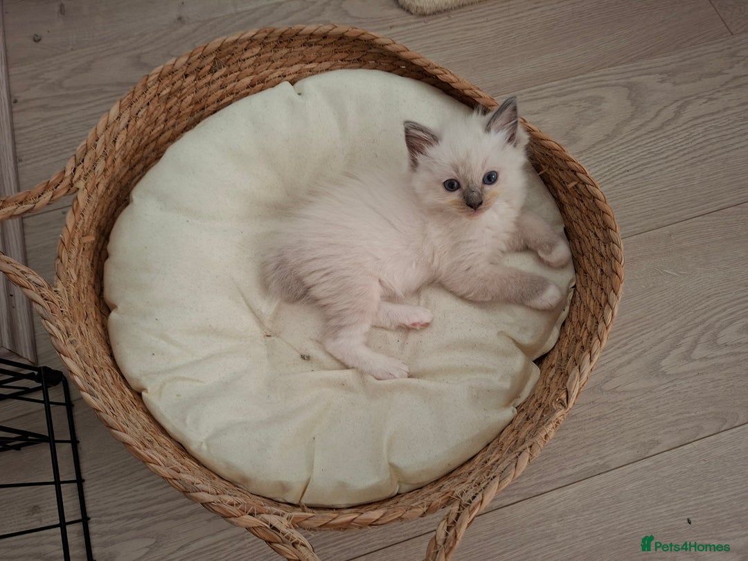 Ragdoll cats for sale: Stunning Ragdoll kittens  - Image 38