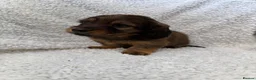Miniature Dachshund dogs for sale: 5 beautiful long haired dachshunds!  in Bristol - Advert 8