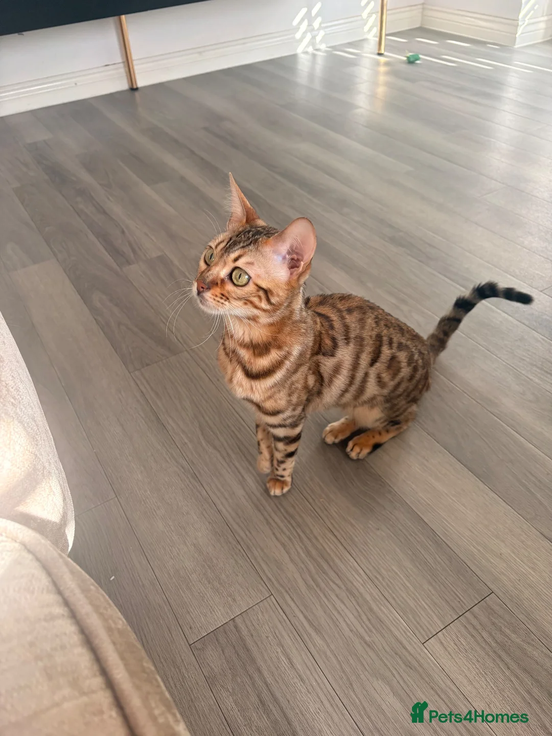 Mixed Breed cats for sale: BENGAL X DSH X BSH ADORABLE FLUFFY KITTEN - Advert 2