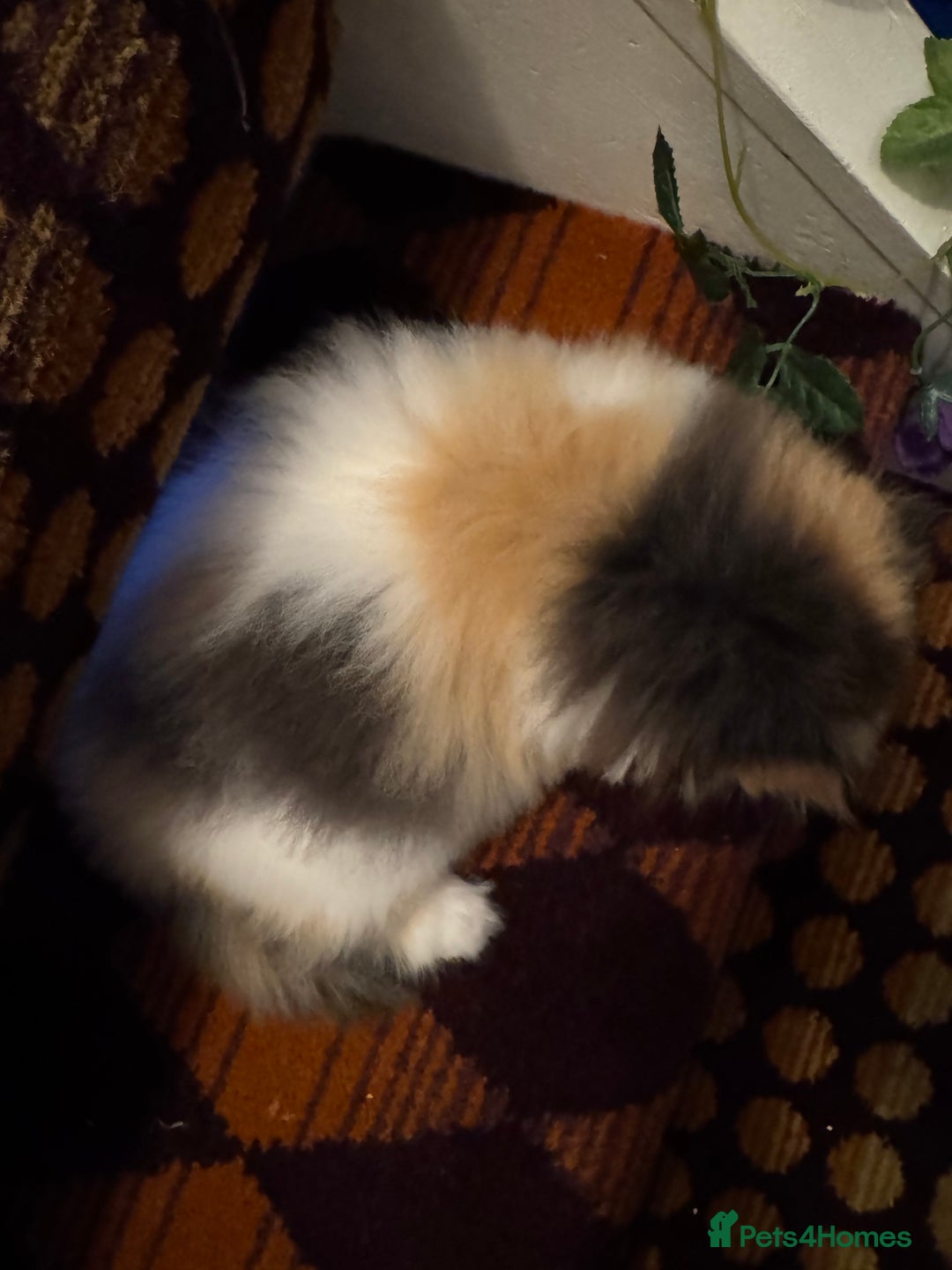 Persian cats for sale: Beautiful Calico pedigree Persian female kitten  - Image 19