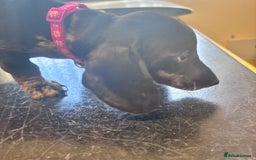 Miniature Dachshund dogs for sale: Gorgeous minix dachshund puppies ready now! - Image 5