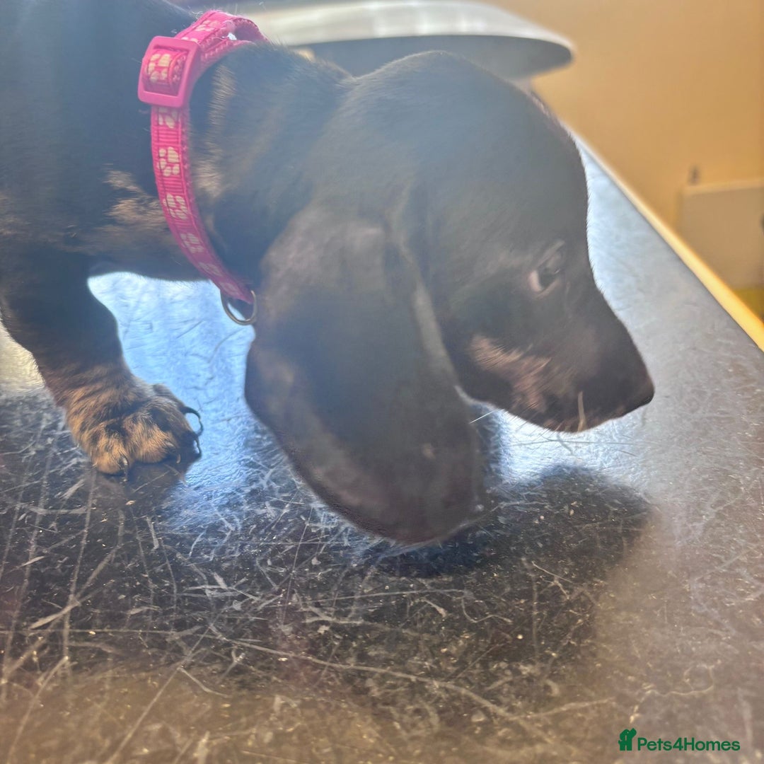 Miniature Dachshund dogs for sale: Gorgeous minix dachshund puppies ready now! - Image 5
