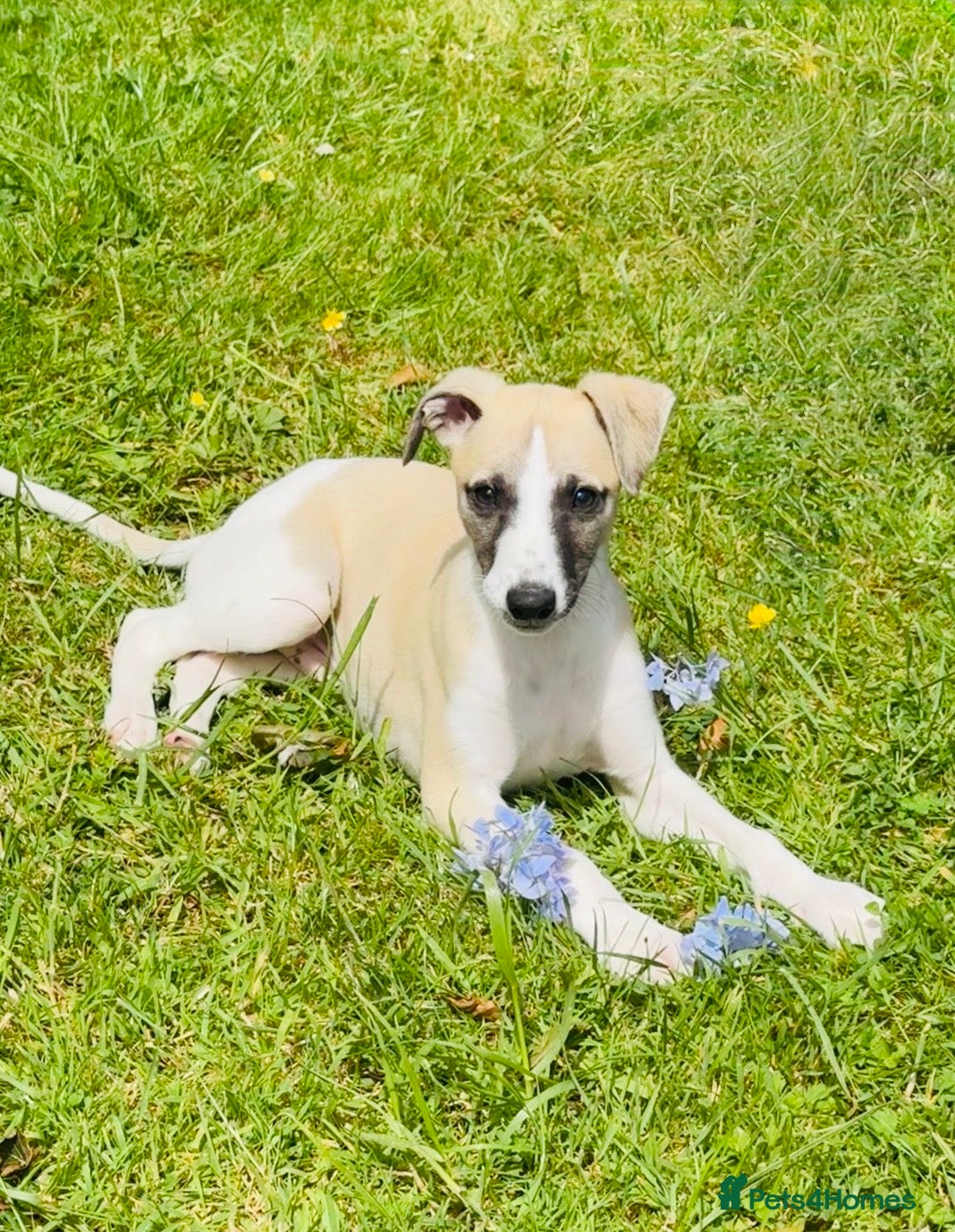 Whippet dogs KC Whippet Puppies - Advert 10