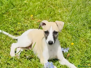 Whippet dogs KC Whippet Puppies - Advert 10