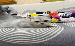 British Shorthair cats for sale: British Shorthair.GCCF - Advert 3