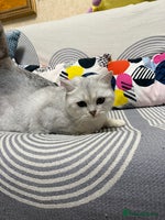 British Shorthair cats British Shorthair.GCCF - Advert 9