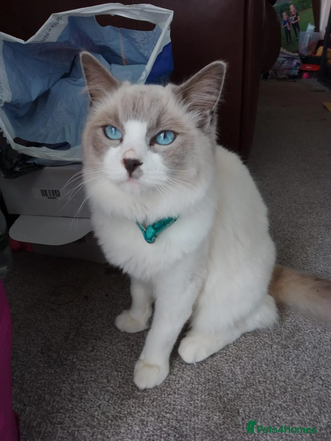 Ragdoll cats for sale: Simba, age 4 boy - Advert 11