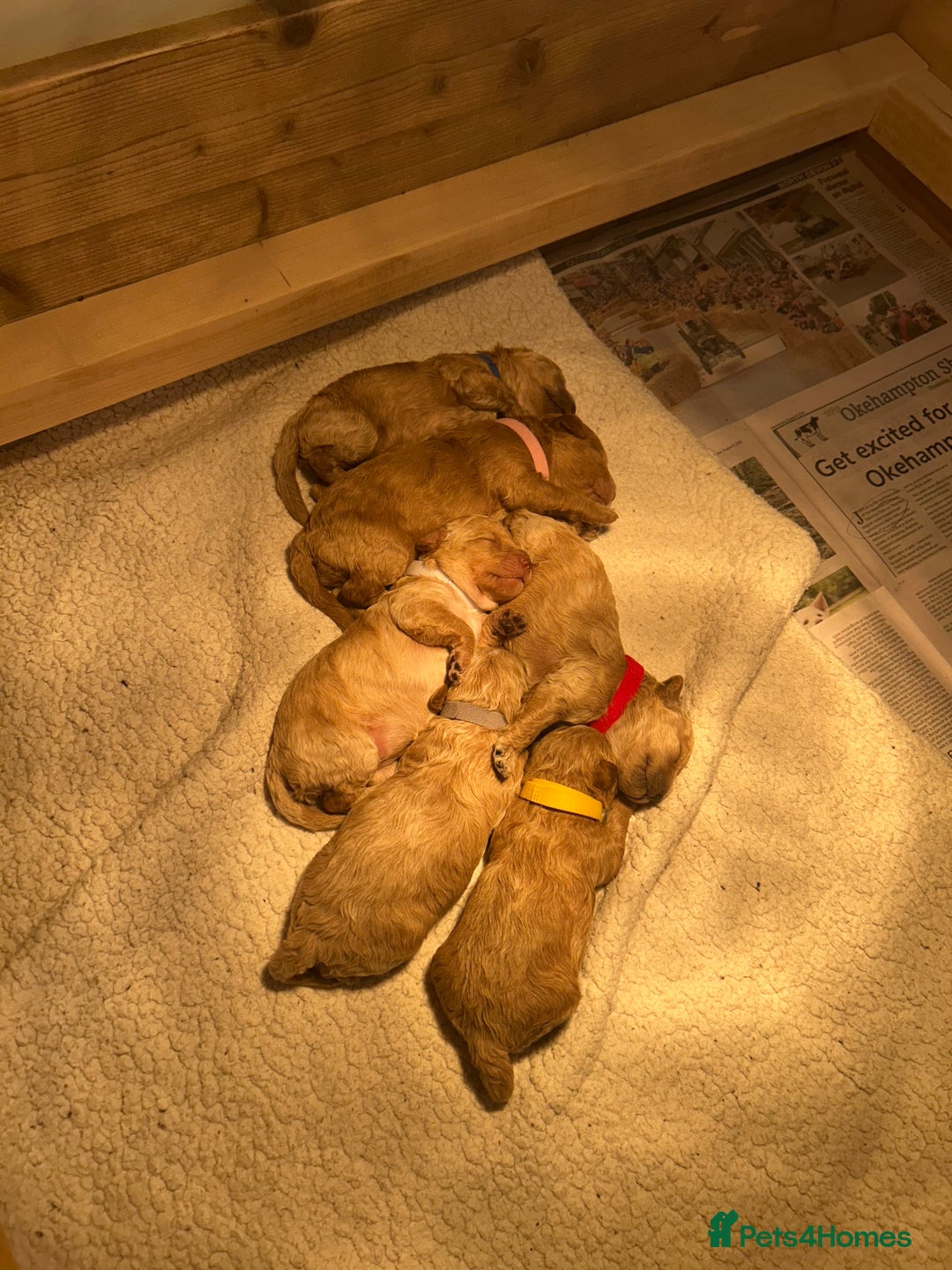 Cavapoo dogs for sale: Cavapoo Puppies for Sale - Image 11