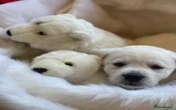 Labrador Retriever dogs for sale: Beautiful KC pure pedigree Labrador puppies - Image 5