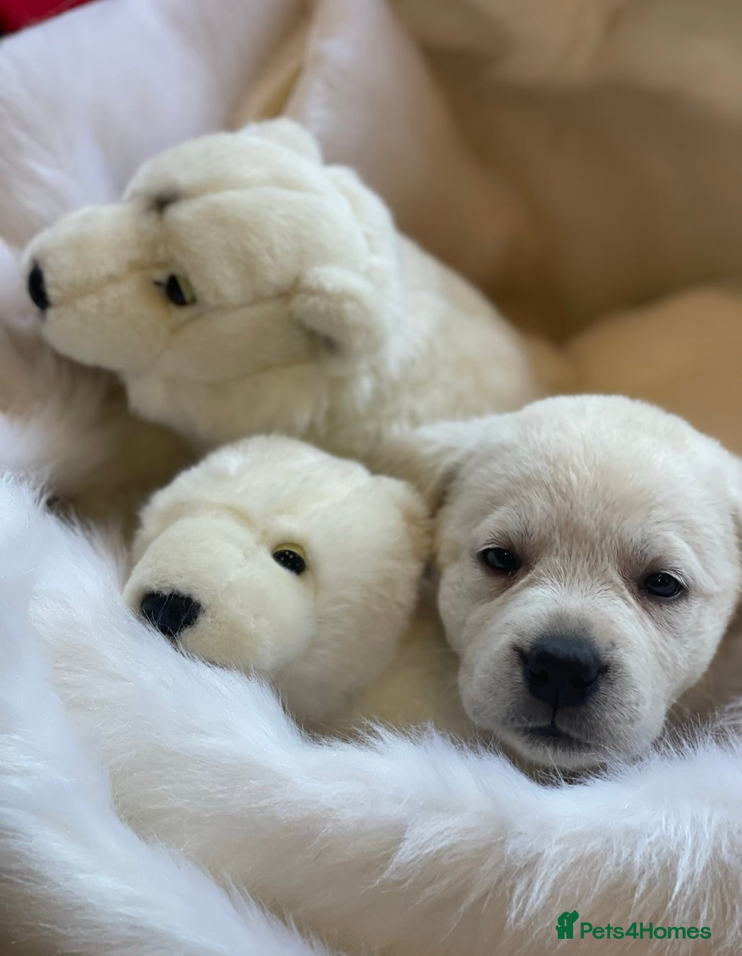 Labrador Retriever dogs for sale: Beautiful KC pure pedigree Labrador puppies - Image 5