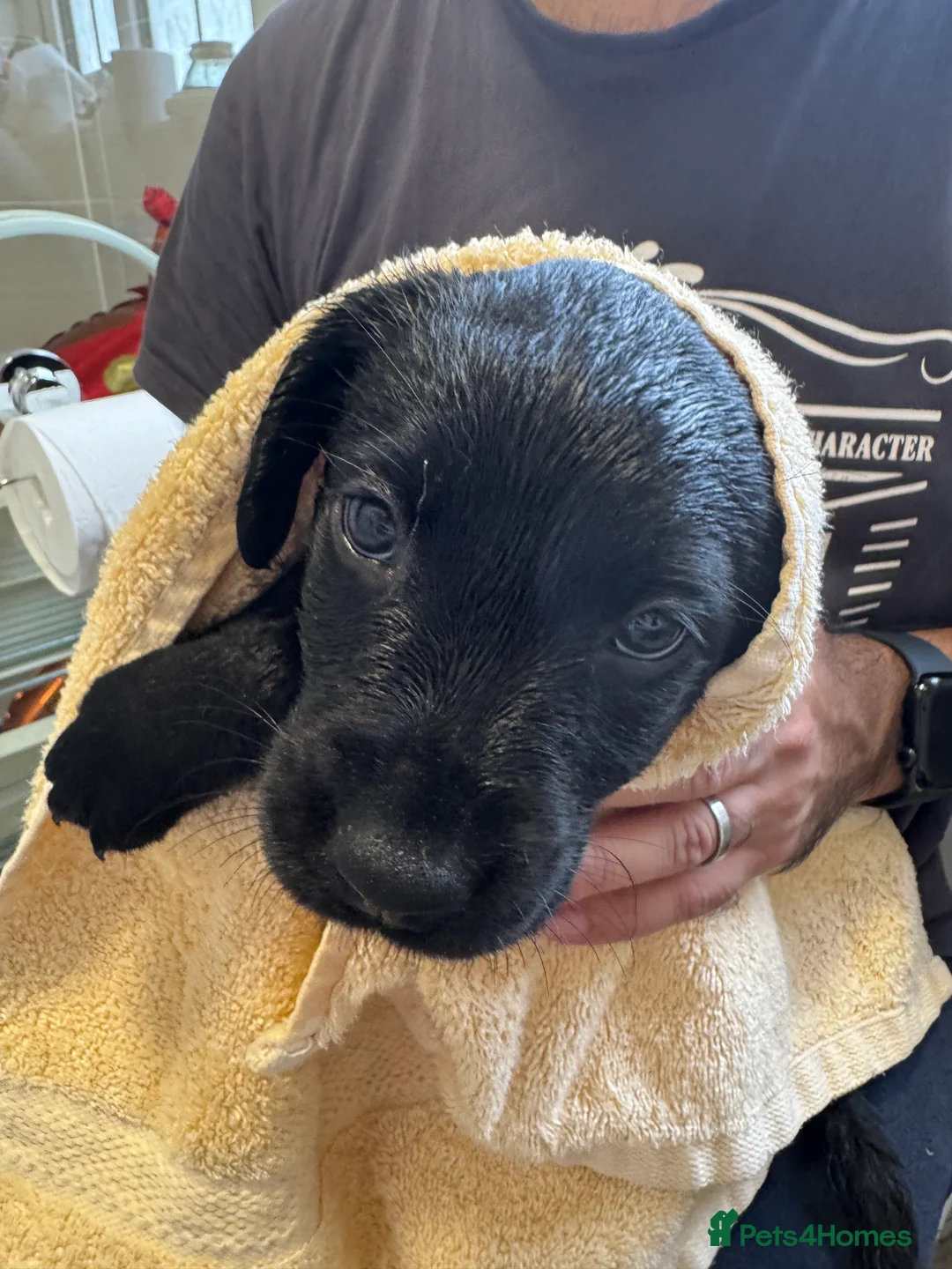 Labrador Retriever dogs for sale: 3 black females remaining – Labrador Retrievers - Advert 37