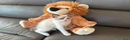 Ragdoll cats for sale: GCCF Ragdoll Kittens in Chichester - Advert 10
