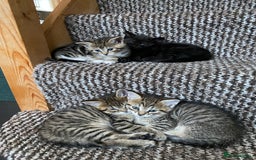 Mixed Breed cats for sale: Four gorgeous kittens  - Image 27