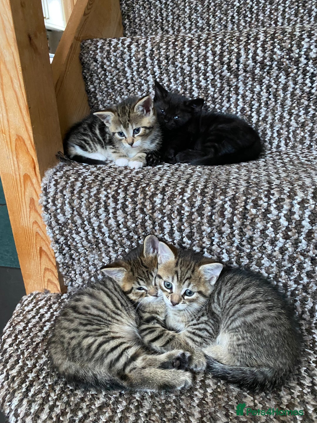 Mixed Breed cats for sale: Four gorgeous kittens  - Image 27