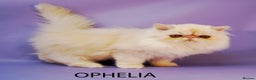 Persian cats for sale: GCCF Active - Show/Breed Quality Persian Females - Advert 8