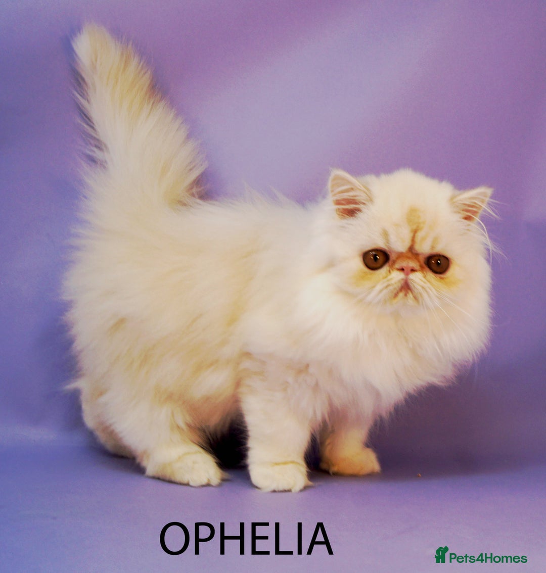 Persian cats for sale: GCCF Active - Show/Breed Quality Persian Females - Advert 8