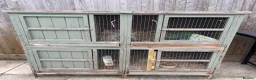 Mini Lop rabbits for sale: Mini lop doe looking for new home - Advert 5