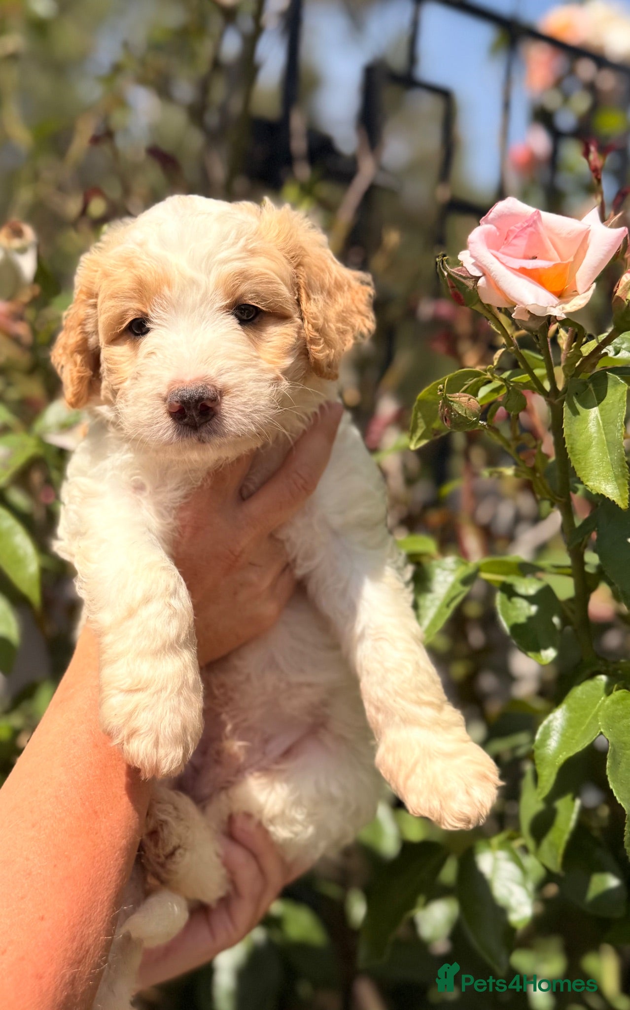 Australian Labradoodle dogs Australian double doodle puppies  - Advert 1