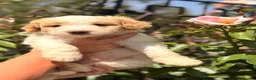 Australian Labradoodle dogs for sale: Australian double doodle puppies  - Advert 1
