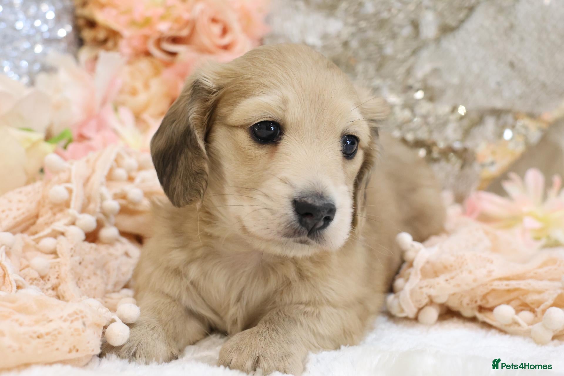 Miniature Dachshund dogs Shaded Cream Male - Advert 1