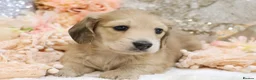 Miniature Dachshund dogs for sale: Shaded Cream Male - Advert 1