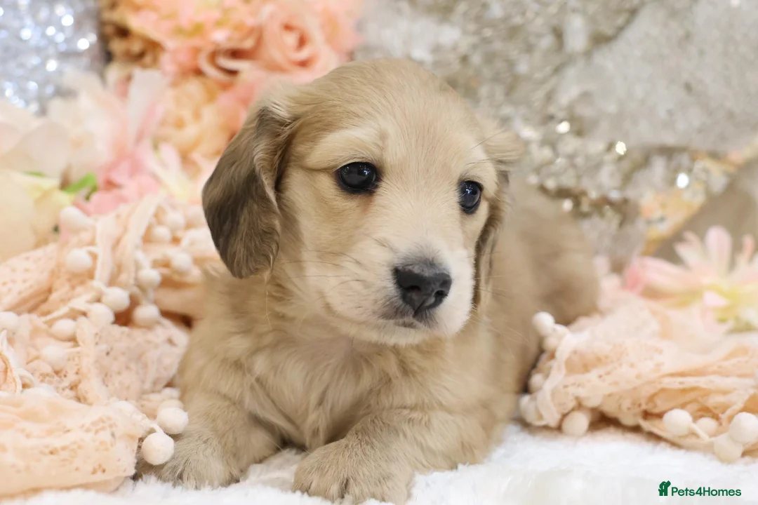 Miniature Dachshund dogs for sale: Shaded Cream Male - Advert 1