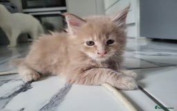 Maine Coon cats for sale: Beautiful Maine coon kitten boys - Image 7