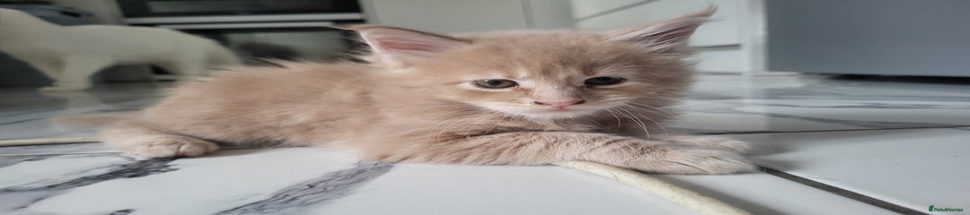 Cream boy 