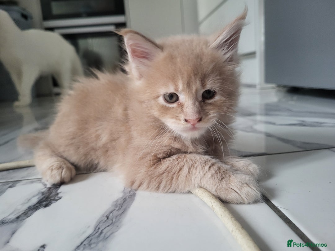 Maine Coon cats for sale: Beautiful Maine coon kitten boys - Image 7