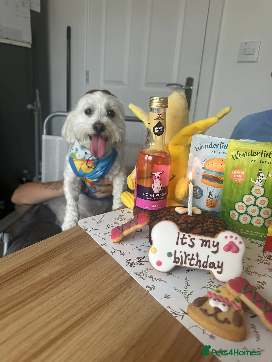 Maltese dogs for sale: Maltese Boy for Sale (4 years old) - Advert 2