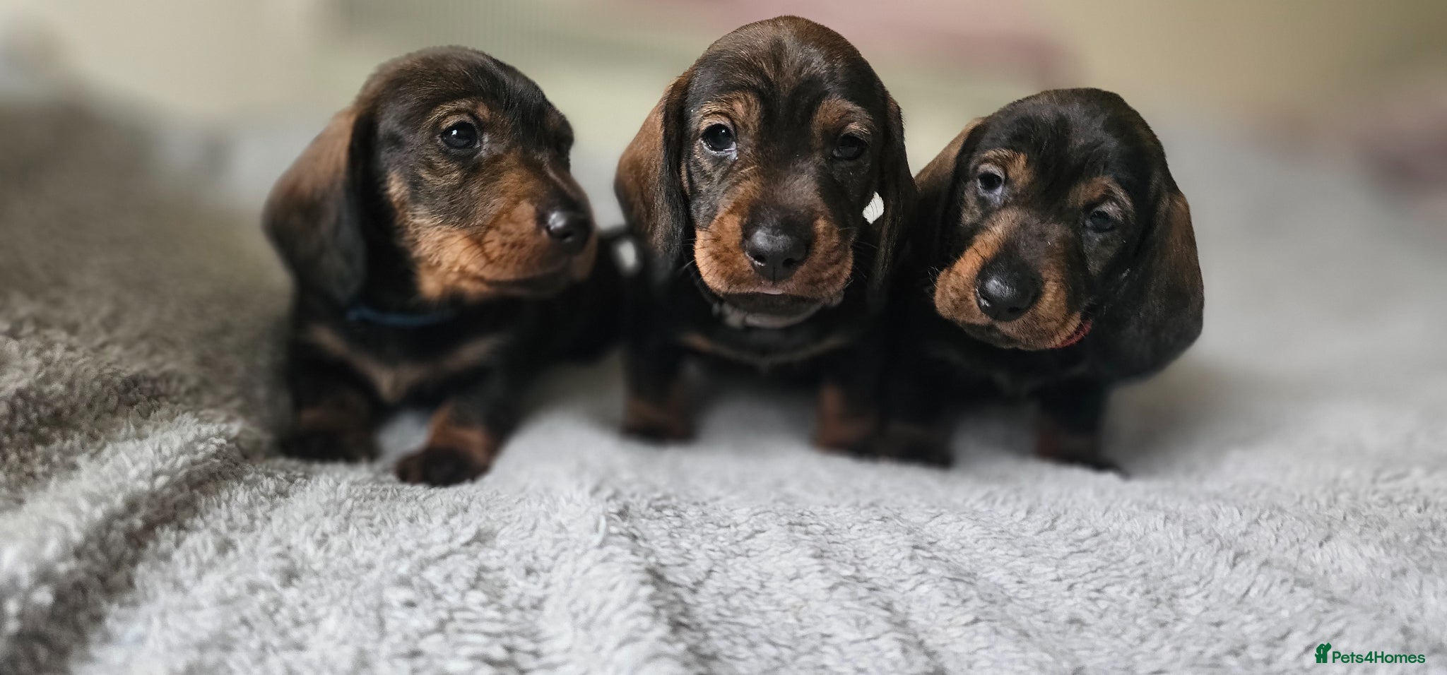 Dachshund dogs Standard Wirehair dachshund  - Advert 7