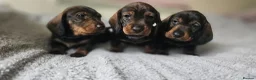 Dachshund dogs for sale: Kc registered Standard Wirehair dachshund  - Advert 13