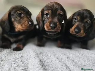 Dachshund dogs Standard Wirehair dachshund - Advert 7