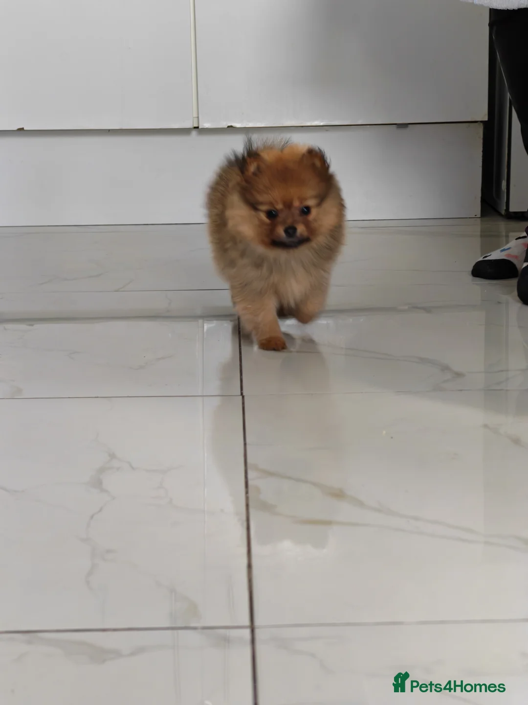 Pomeranian dogs for sale: 2 girl - Advert 2