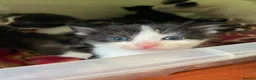 Ragdoll cats for sale: Ready now kitten- Ragdoll/British shorthair  - Advert 10