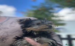 Yorkshire Terrier dogs for sale: Double vaccinated ready to leave - Image 35