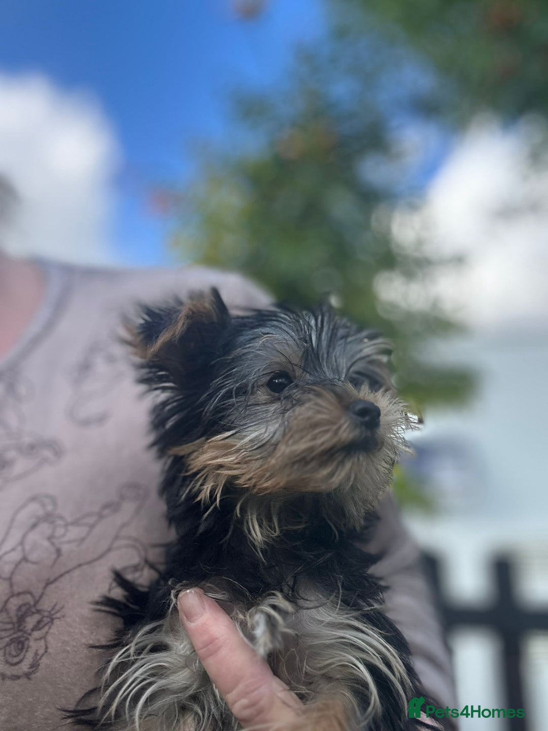 Yorkshire Terrier dogs for sale: Double vaccinated ready to leave - Image 35