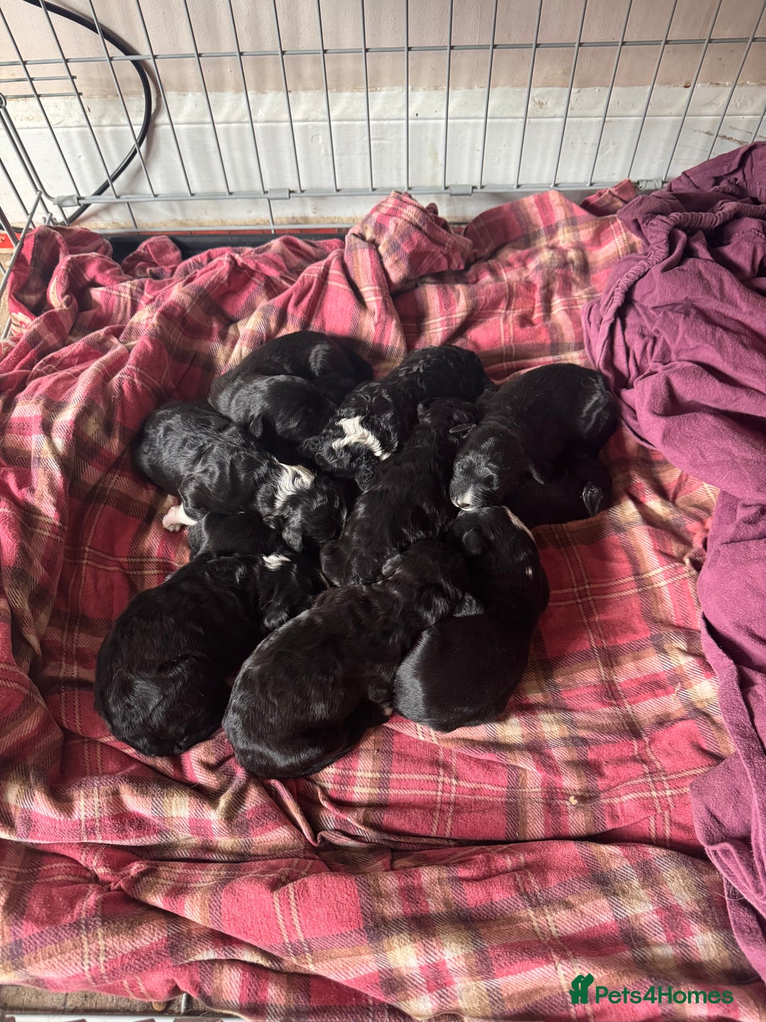 Bordoodle dogs for sale: Borderpoo - Image 2