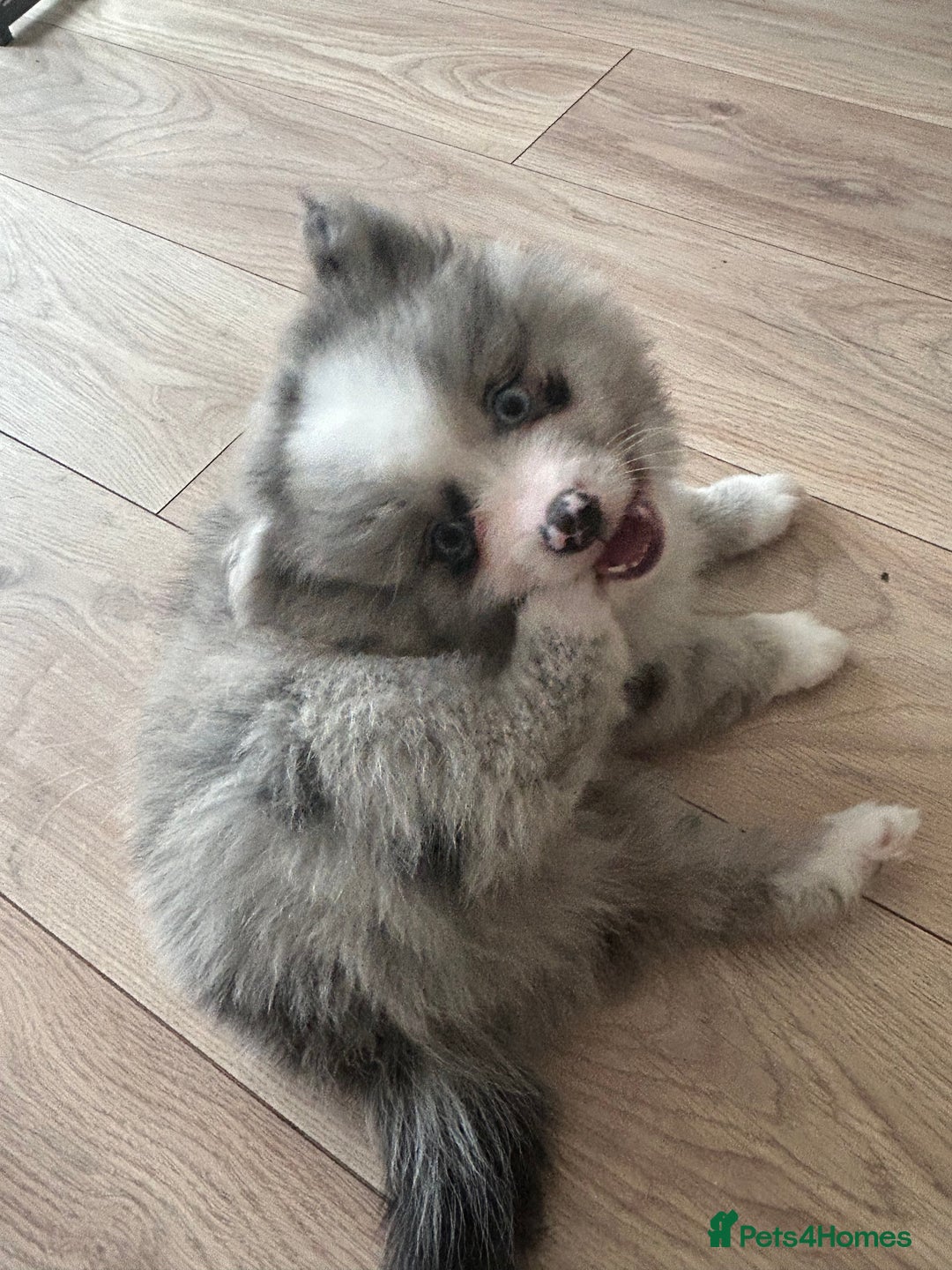 Pomeranian dogs for sale: Pomeranians - ONLY BLACK BOY LEFT - Advert 28