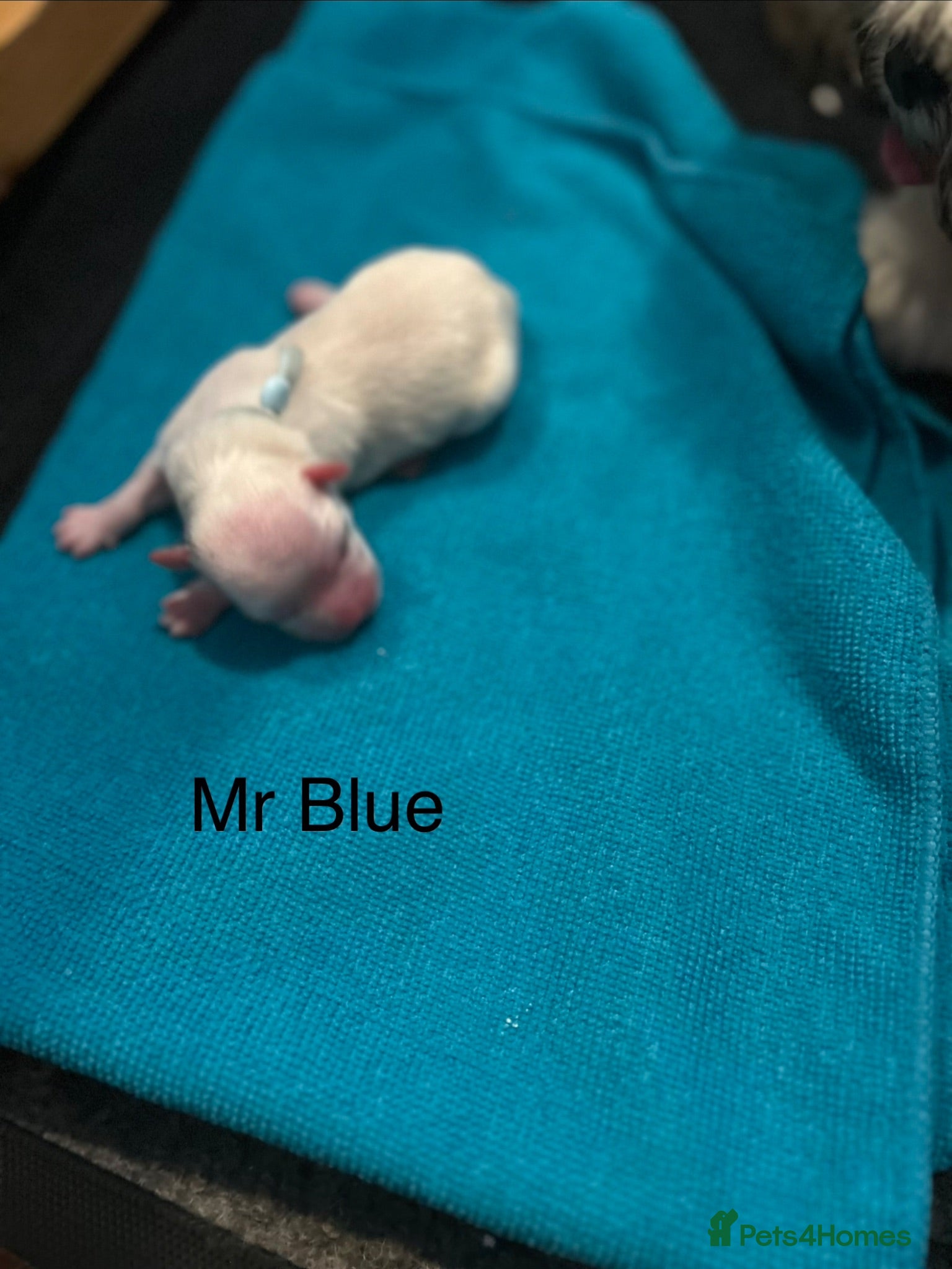 Lhasa Apso dogs Kc Reg Lhasa Apso pups Due - Advert 6