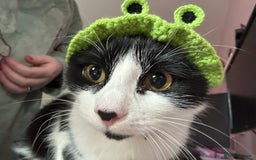 Mixed Breed cats for sale: Aurora £30 with cat carrier and some toys  - Image 3