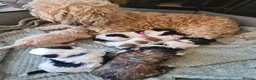 Shihpoo dogs for sale: Shihpoo puppys - Advert 2