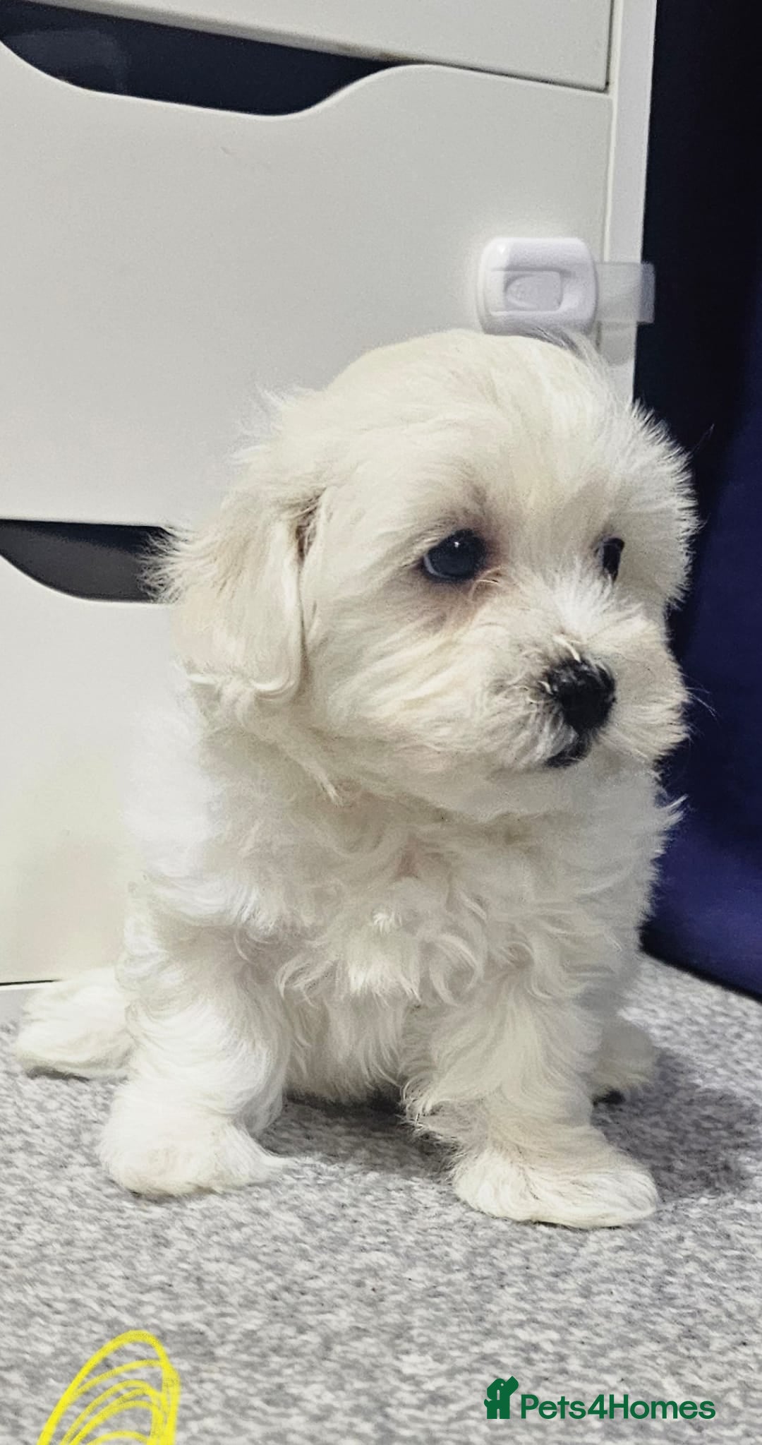 Maltese dogs for sale: Maltese puppies  - Advert 3