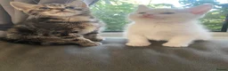 Bengal cats for sale: Gorgeous Bengal/khao manee kittens  - Advert 9