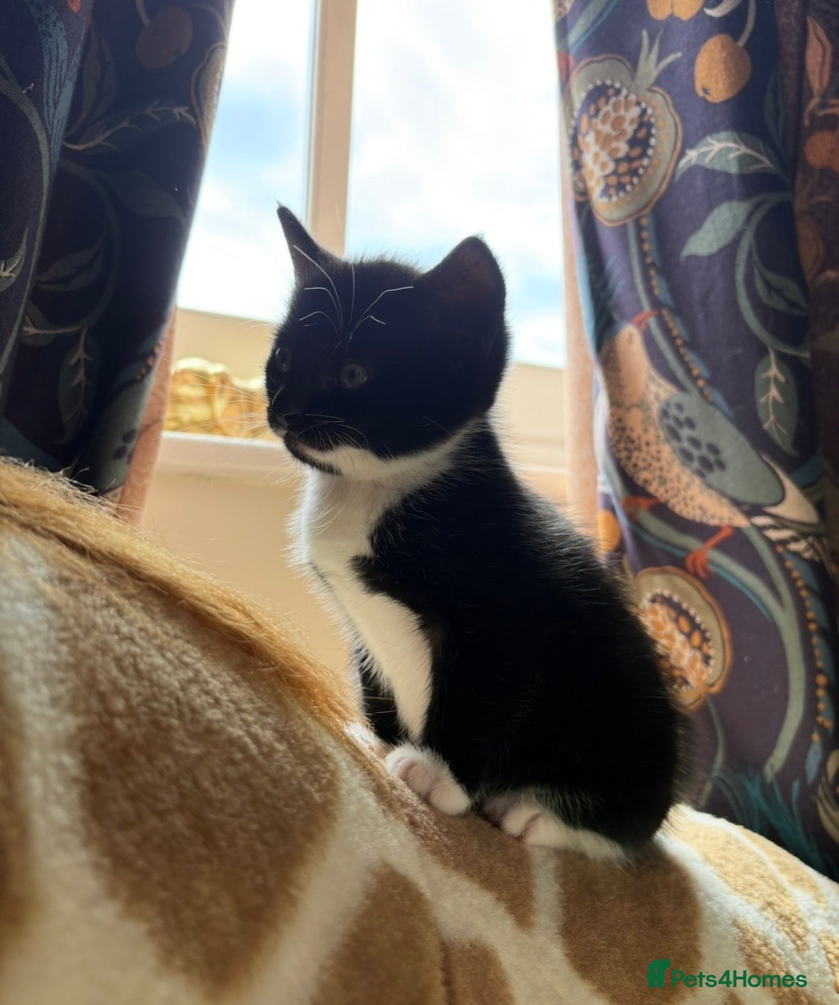 Mixed Breed cats Handsome Tuxedo boy 🖤🤍 - Advert 16