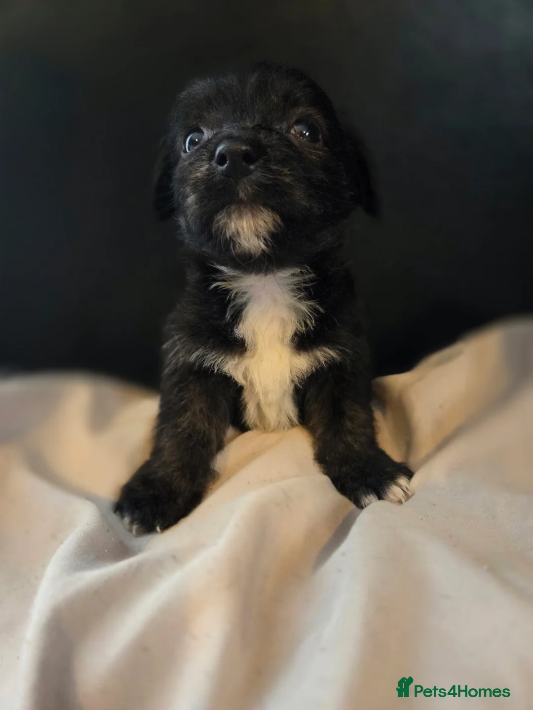 Mixed Breed dogs for sale: West Highland Terrier mixed puppies READY SUNDAY!! - Advert 8