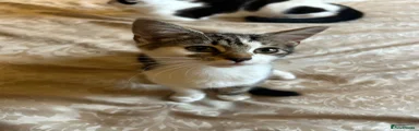 Female Domestic Shorthair 2
