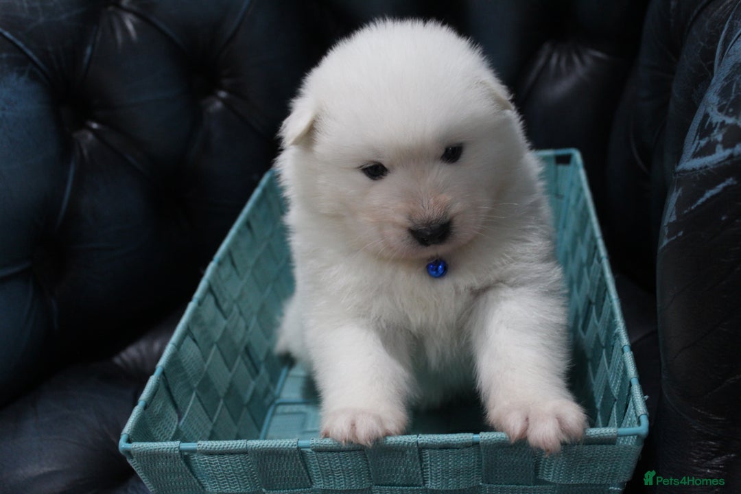 Samoyed dogs for sale: Bundle of joy and fluff - Image 14