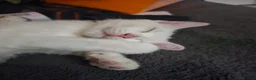 Mixed Breed cats for sale: 3  kittens😸 ready to go dad white angora mum toby - Advert 9